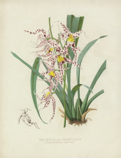 The Speckled Odontoglot by English School
